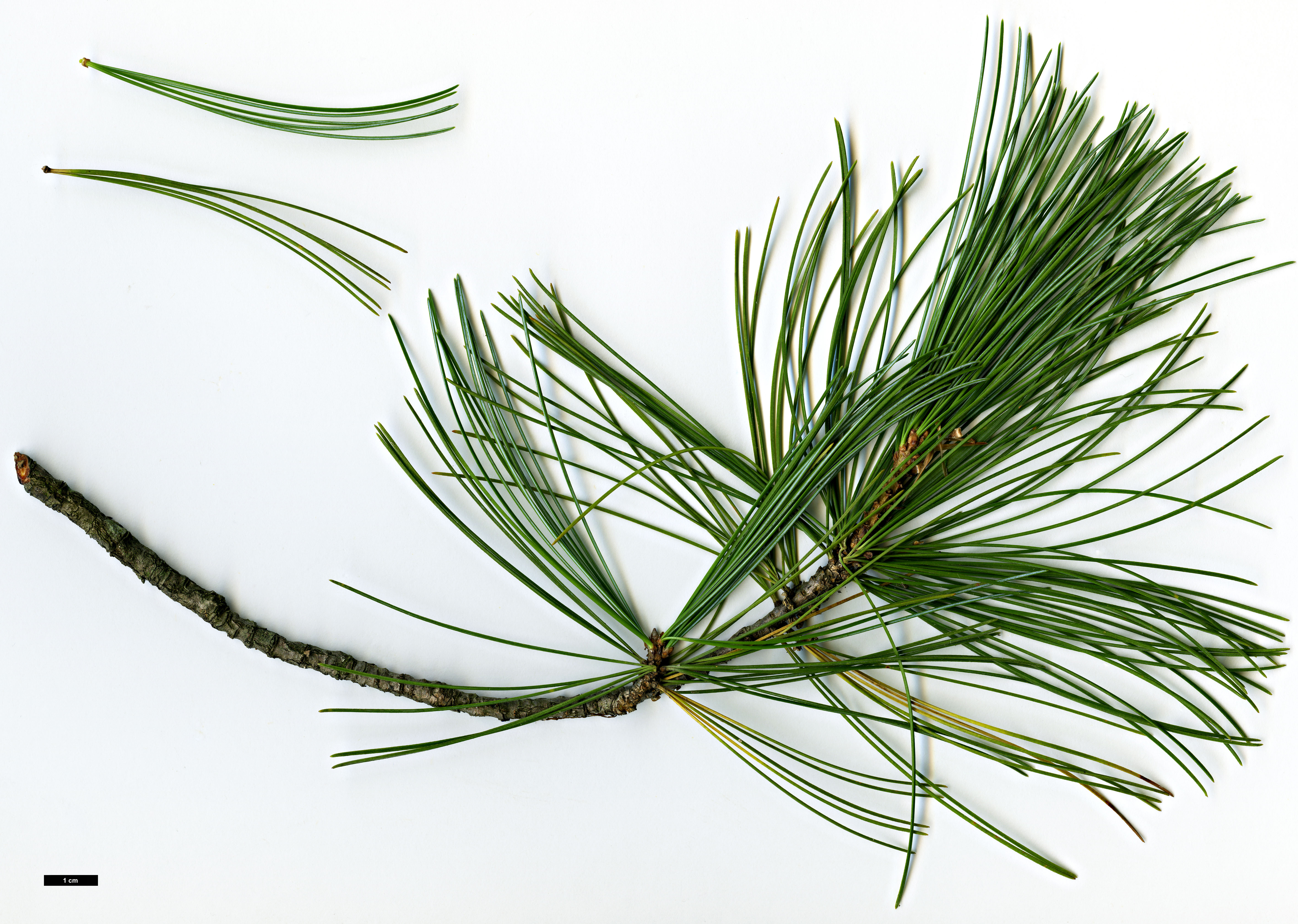 High resolution image: Family: Pinaceae - Genus: Pinus - Taxon: parviflora - SpeciesSub: × P.wallichiana